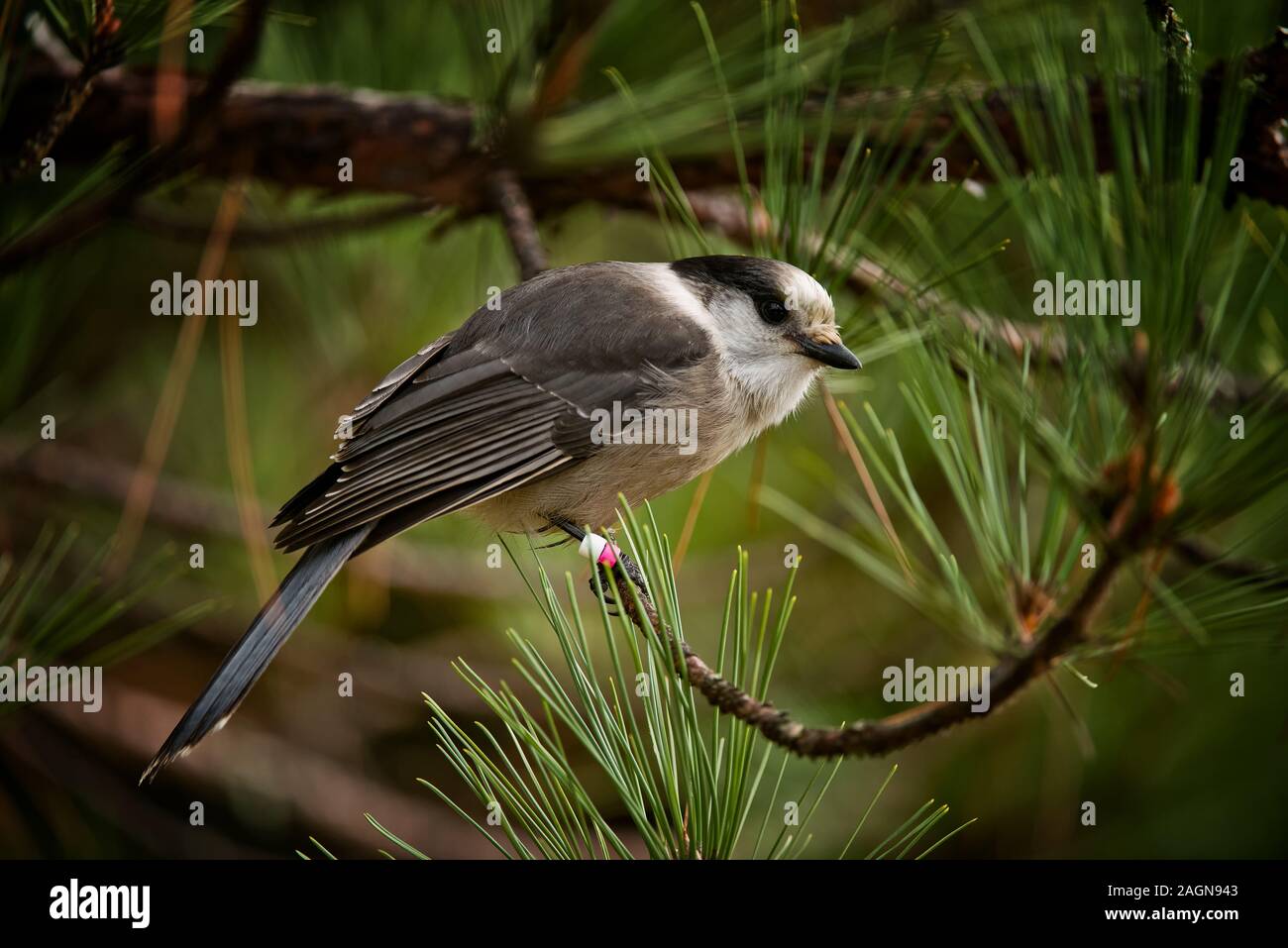 Canada Jay Banque D'Images