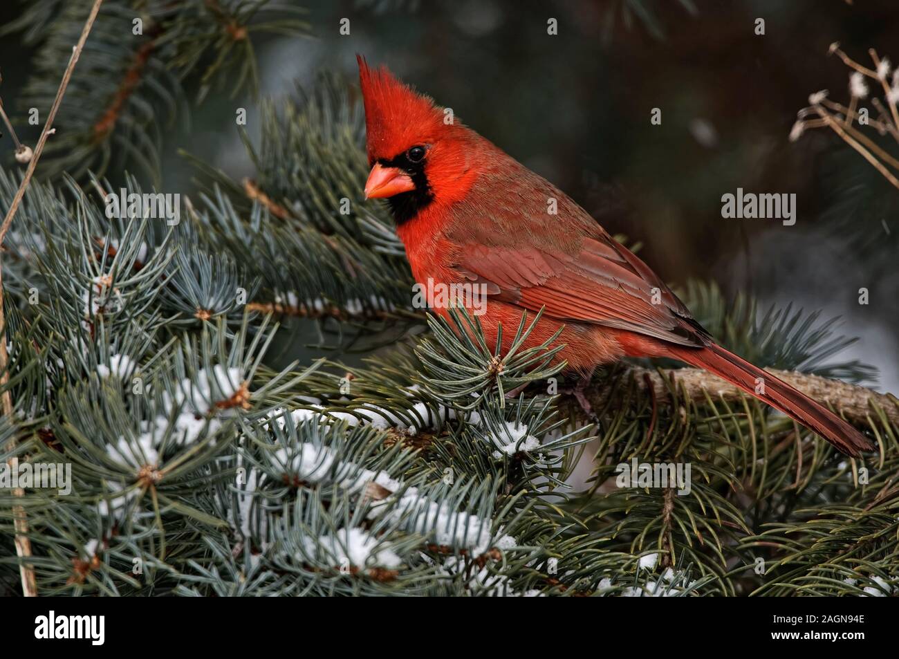 Le Cardinal rouge mâle sur Branch Banque D'Images