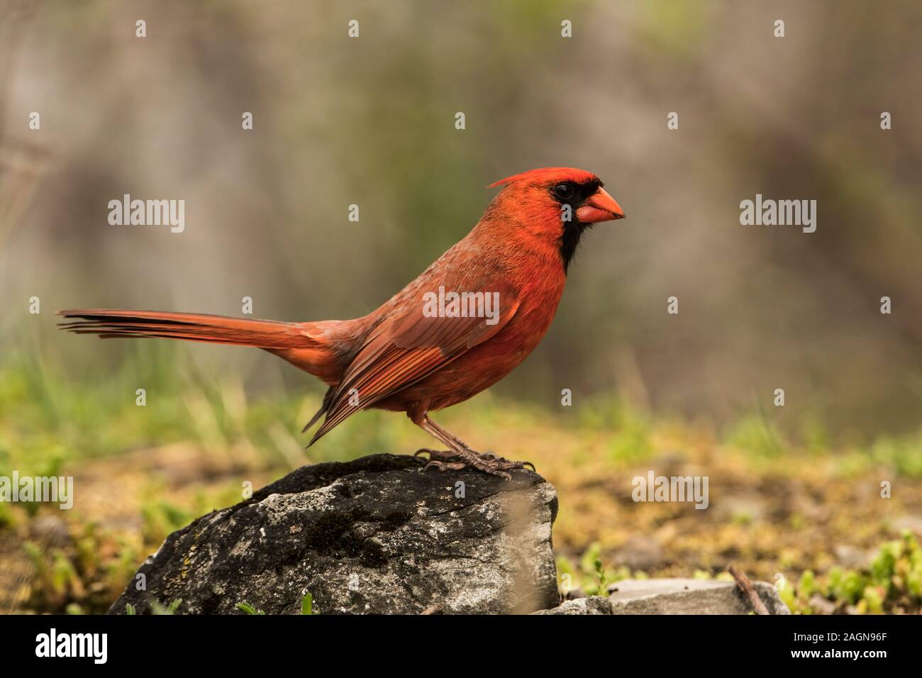 Le Cardinal rouge mâle sur Branch Banque D'Images
