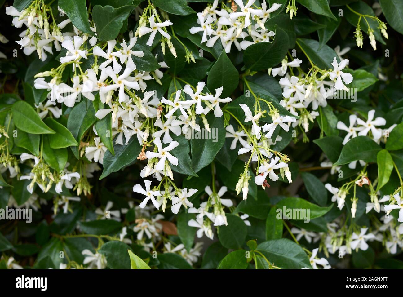 Trachelospermum jasminoides plante toujours verte Banque D'Images