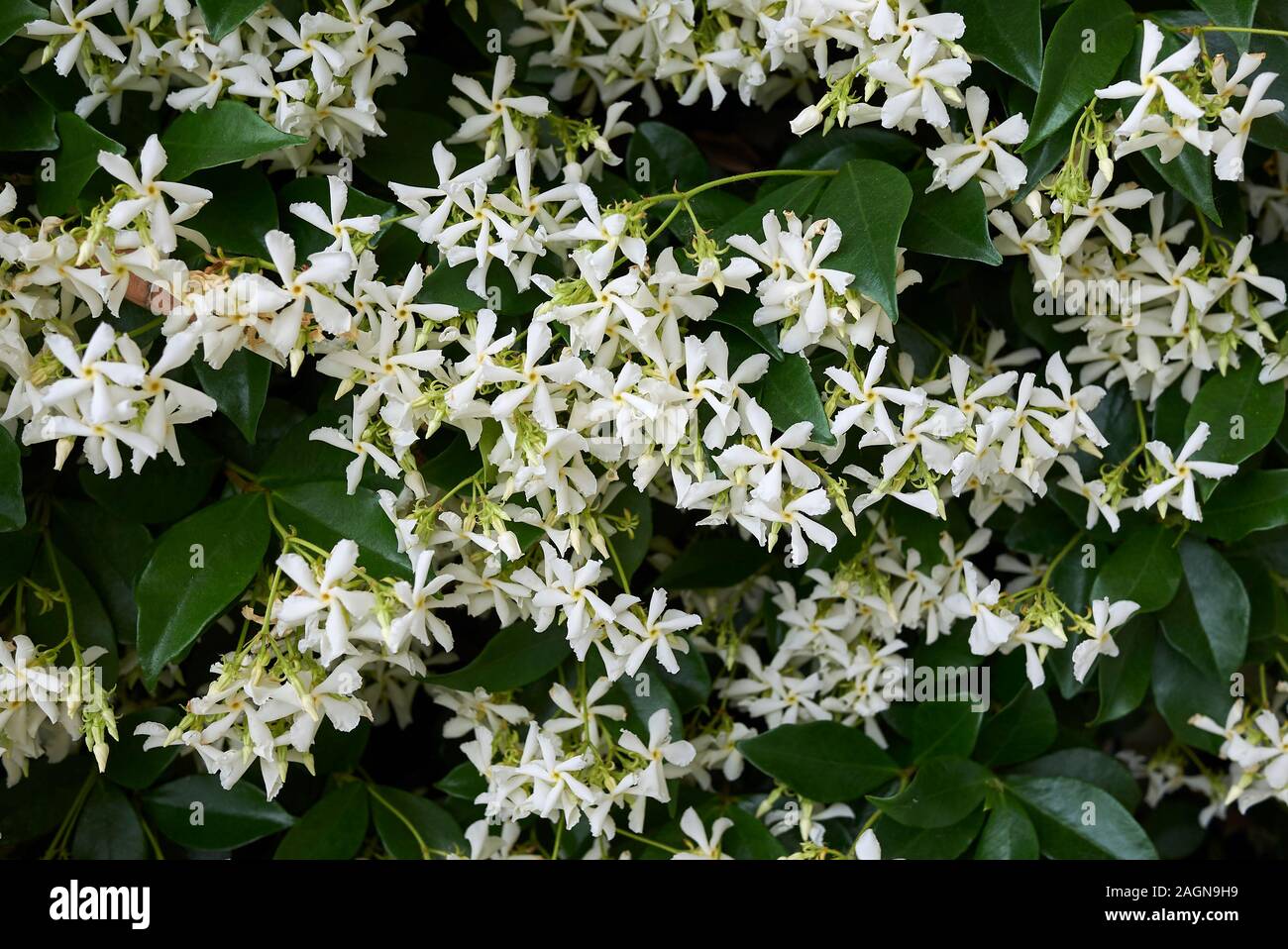 Trachelospermum jasminoides plante toujours verte Banque D'Images