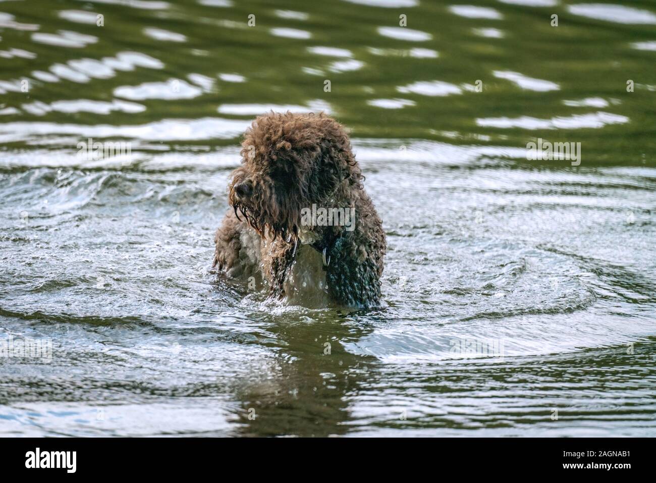 Un caniche comme furie brown dog est d'avoir un bain dans le lac de Grunewald à Berlin Banque D'Images