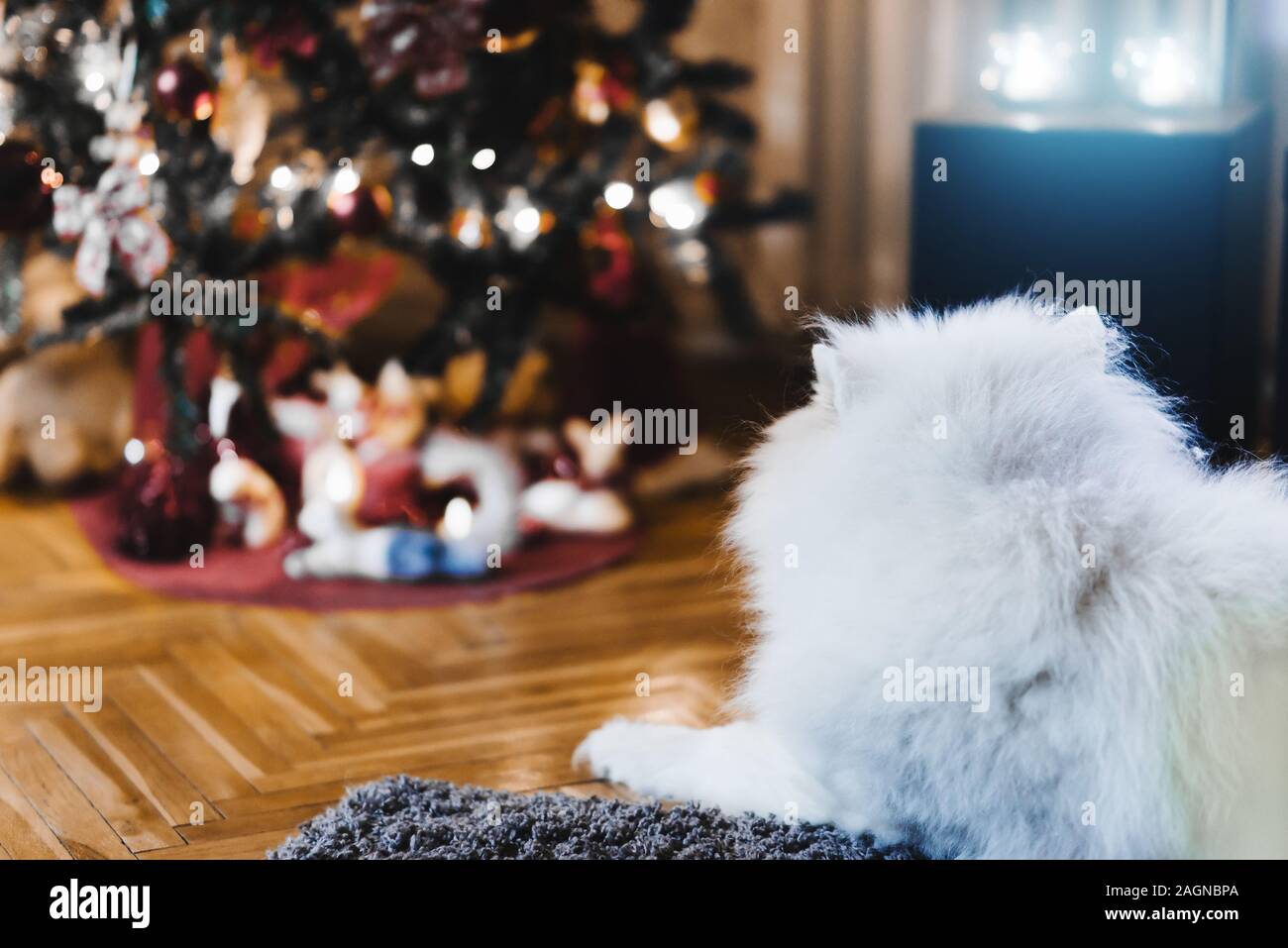 Samoyède chien à la recherche de l'arbre de Noël décoré Banque D'Images