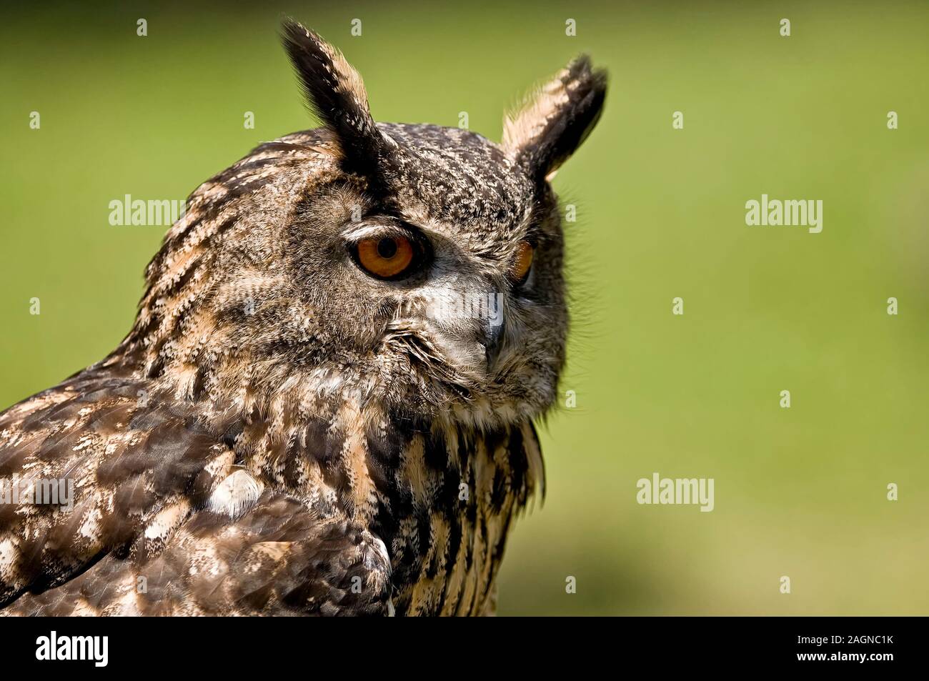 Grand Hibou Banque D'Images