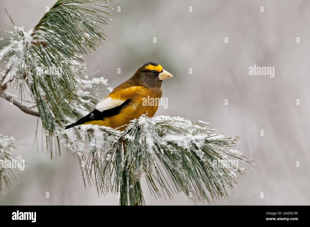 Grosbeaks du soir Banque de photographies et d’images à haute ...