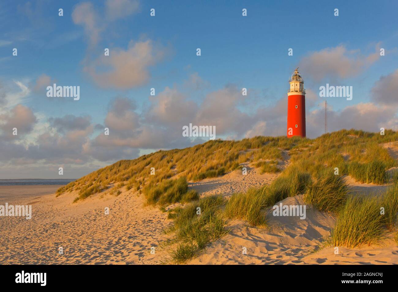 Phare Eierland dans les dunes, à l'extrémité nord de l'île hollandaise de Texel, Noord-Holland, les Pays-Bas Banque D'Images