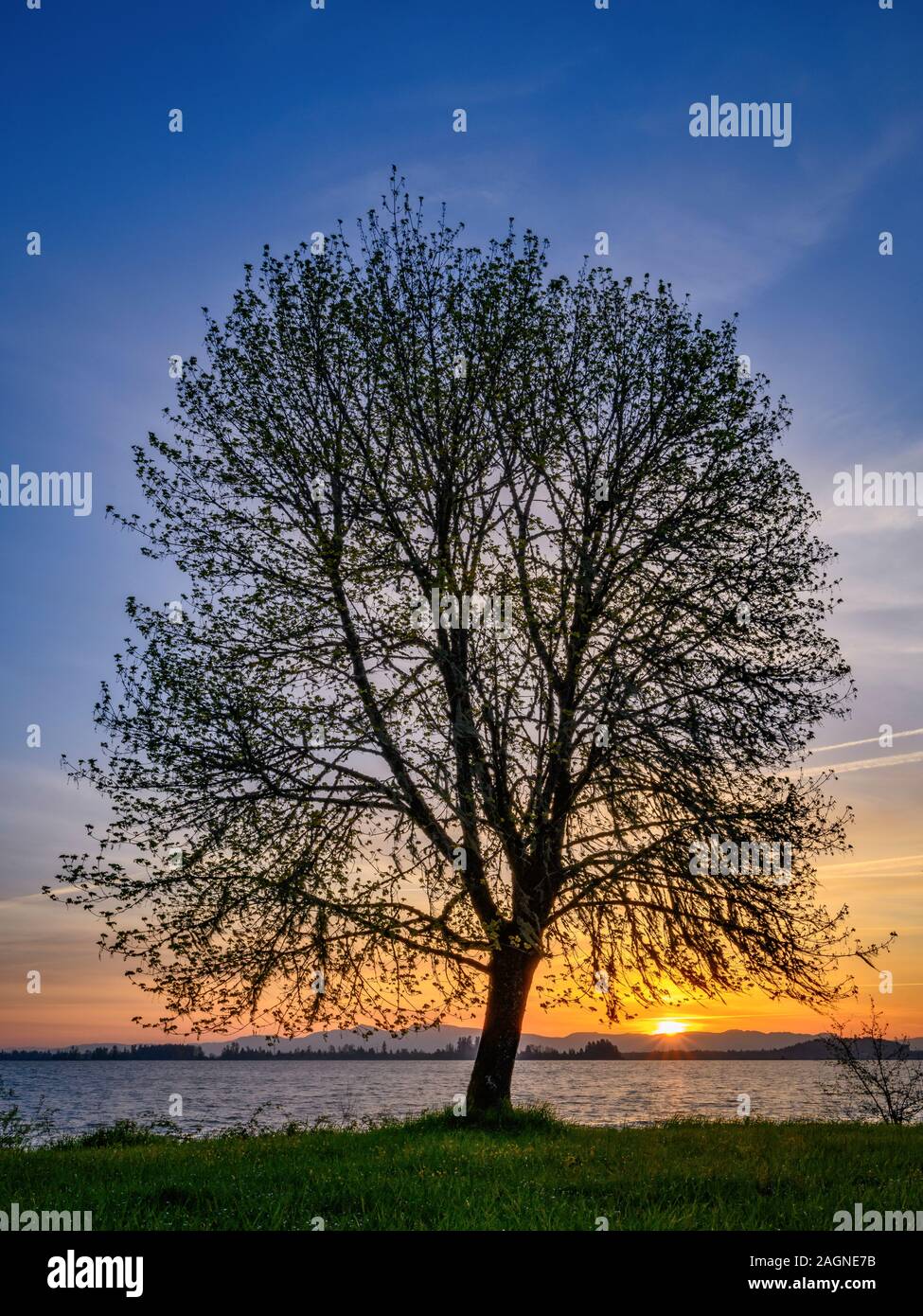 Arbre de chêne au lever du soleil ; Parc Zumwalt, Fern Ridge Reservoir, Willamette Valley, Oregon. Banque D'Images