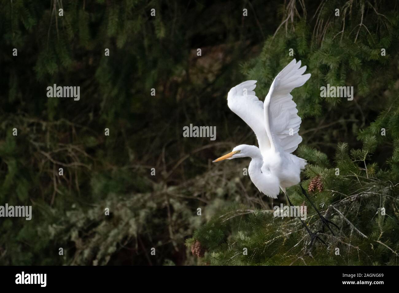 Grande Aigrette sur la rivière Long Tom Kirk à Pond Park, Fern Ridge Reservoir, Willamette Valley, Oregon. Banque D'Images