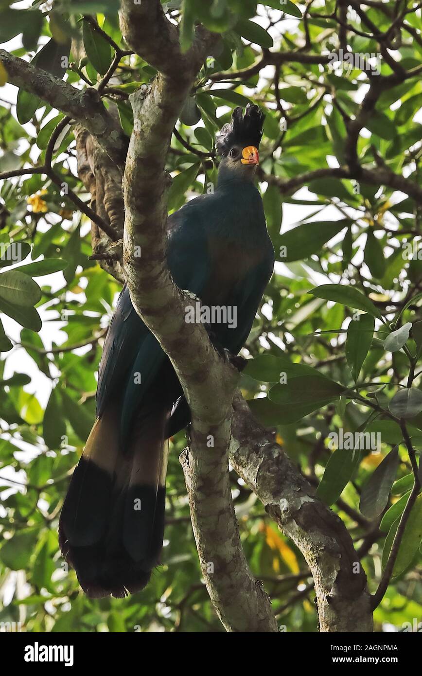 Grand Touraco bleu (Corythaeola cristata) Direction générale des adultes perché sur la forêt de Kibale National Park, Uganda Novembre Banque D'Images