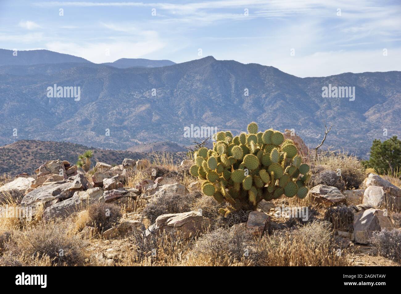 Oponce de l'est sur un éperon desert ridge Banque D'Images
