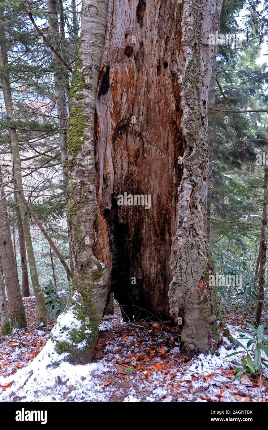 Hêtre sculpté en décomposition tronc de l'arbre en hiver Banque D'Images