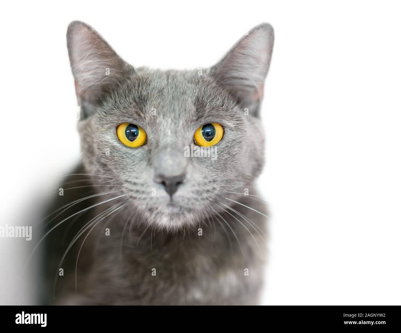 Un chat à poil court intérieur gris avec des yeux jaunes Banque D'Images