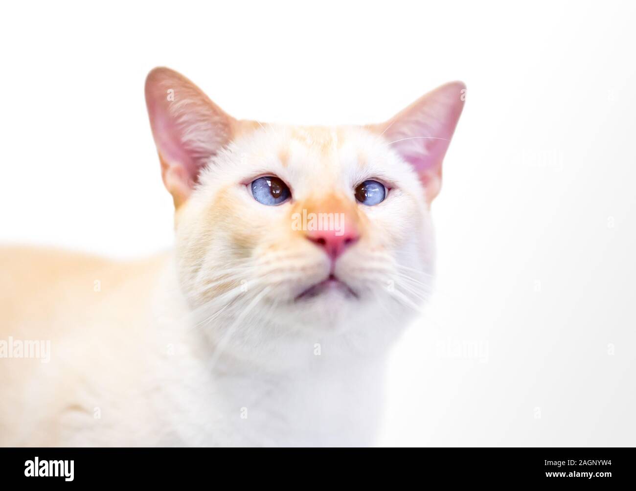 Un cross-eyed Siamese Cat avec flamme) Banque D'Images