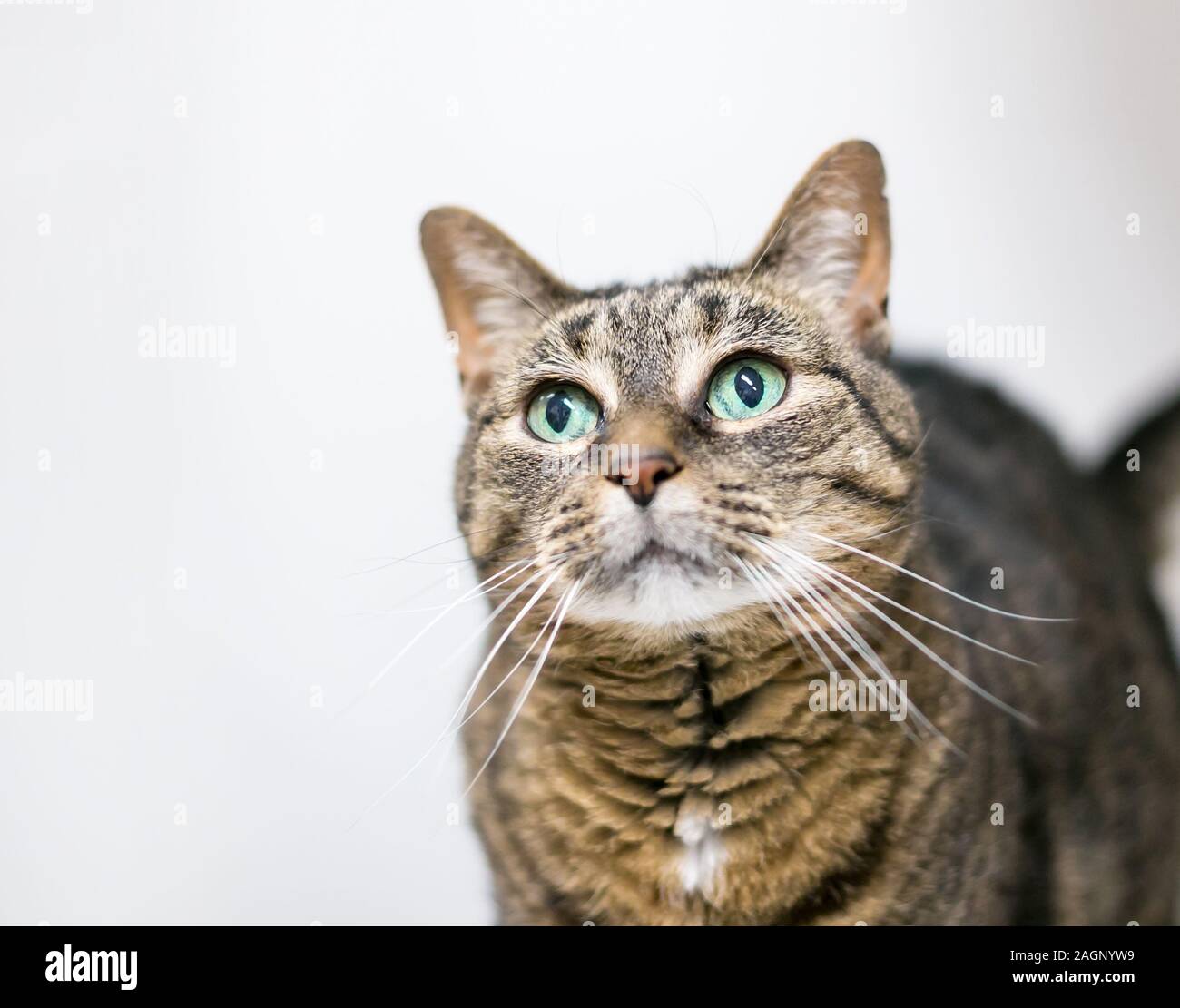 Un chat domestique shorthair tabby brun aux yeux verts, regardant vers le haut Banque D'Images