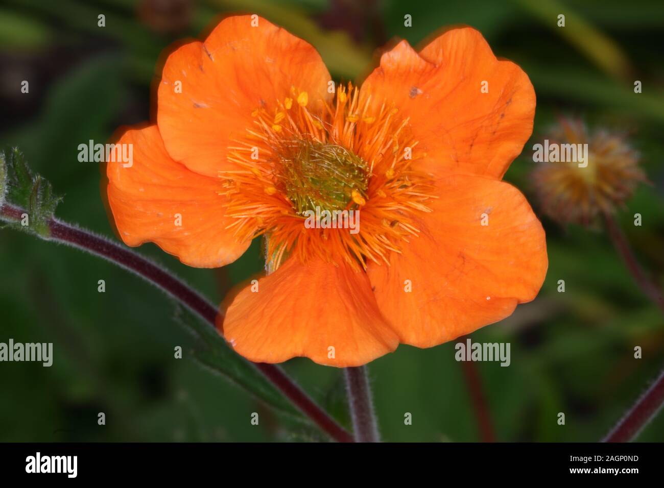 Cosmos atrosanguineus, le cosmos chocolat est une espèce de Cosmos, originaire du Mexique. Son rouge foncé à rouge brunâtre fleurs ont un parfum de chocolat. Banque D'Images