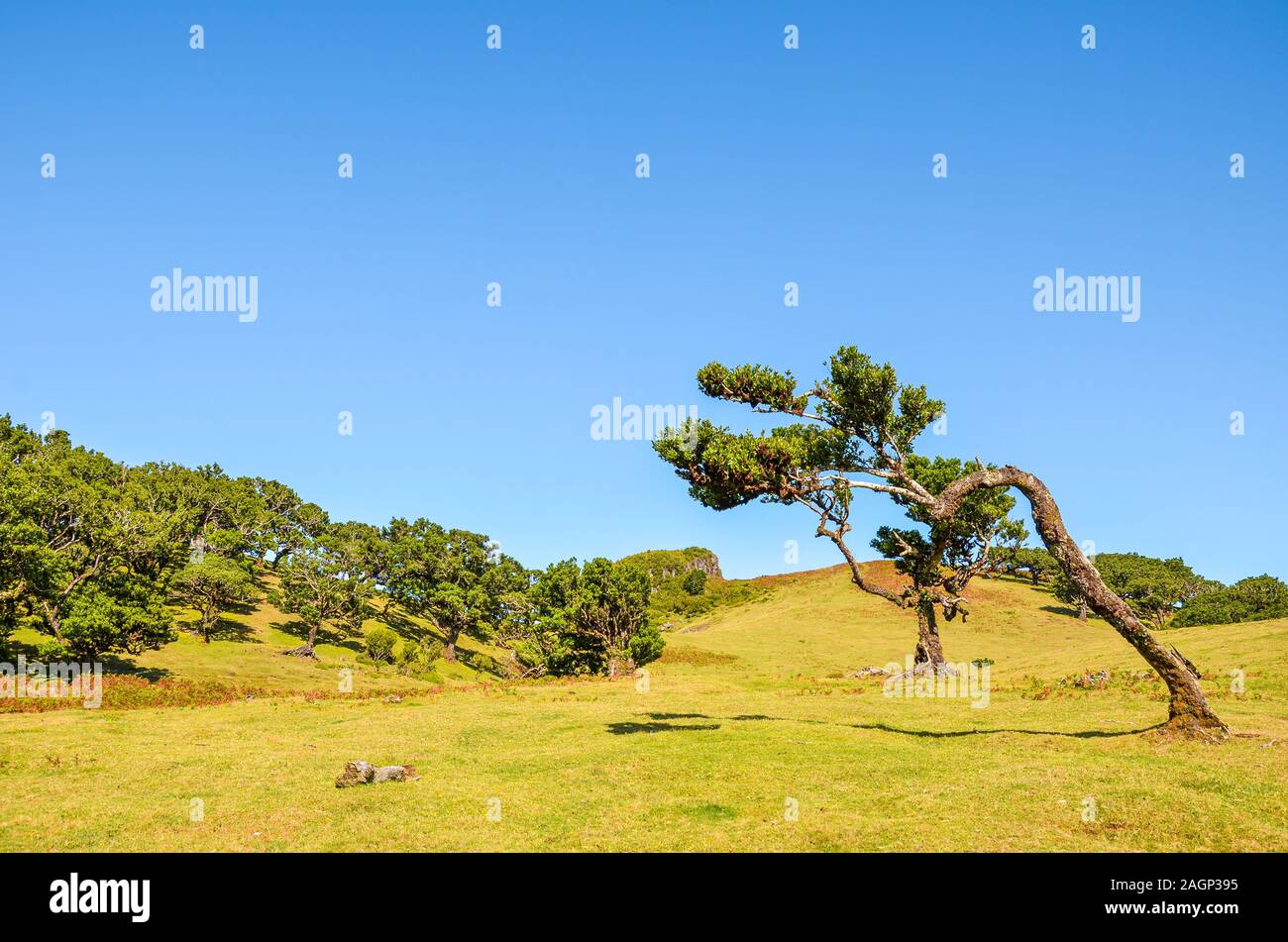 Forêt de Laurissilva situé sur le plateau de Paul da Serra de Fanal, l'île de Madère, au Portugal. Vieux laurel arbres sont le patrimoine naturel de l'île portugaise. Tronc de l'arbre et des branches. Banque D'Images