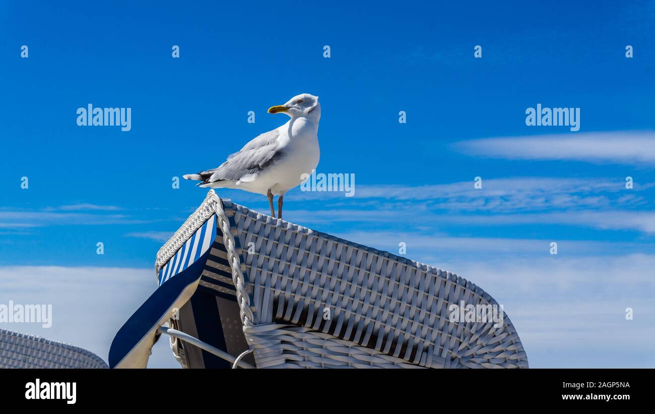 Seagull beach présidence à mer baltique Banque D'Images