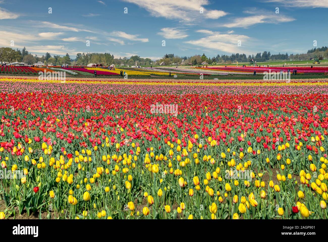 Le Tulip Fest annuel à la chaussure en bois Tulip Farm, situé dans la région de Woodburn, Oregon, va commencer le 20 mars 2020 et passez par la première semaine de mai. Banque D'Images