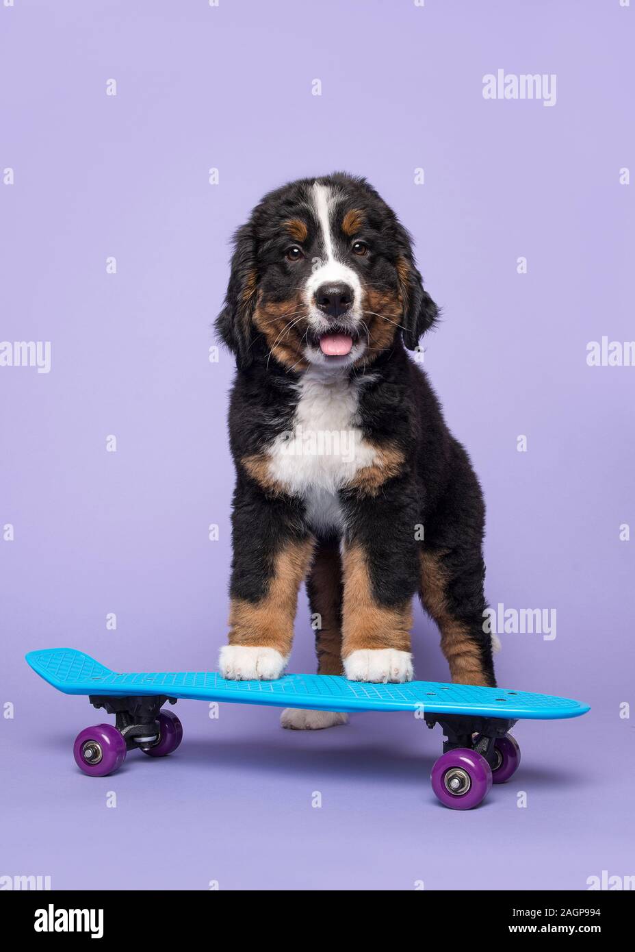 Cute oberland moutain dog puppy sur une planche à roulettes sur fond violet dans une image verticale Banque D'Images