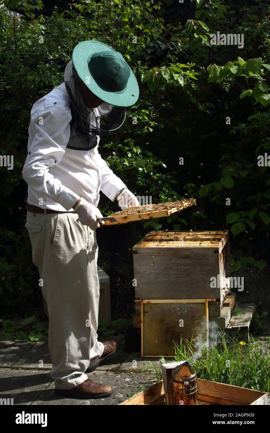 Les abeilles à miel apiculteur fumeurs pour les garder calme lors de l'inspection de ruche Surrey England Banque D'Images