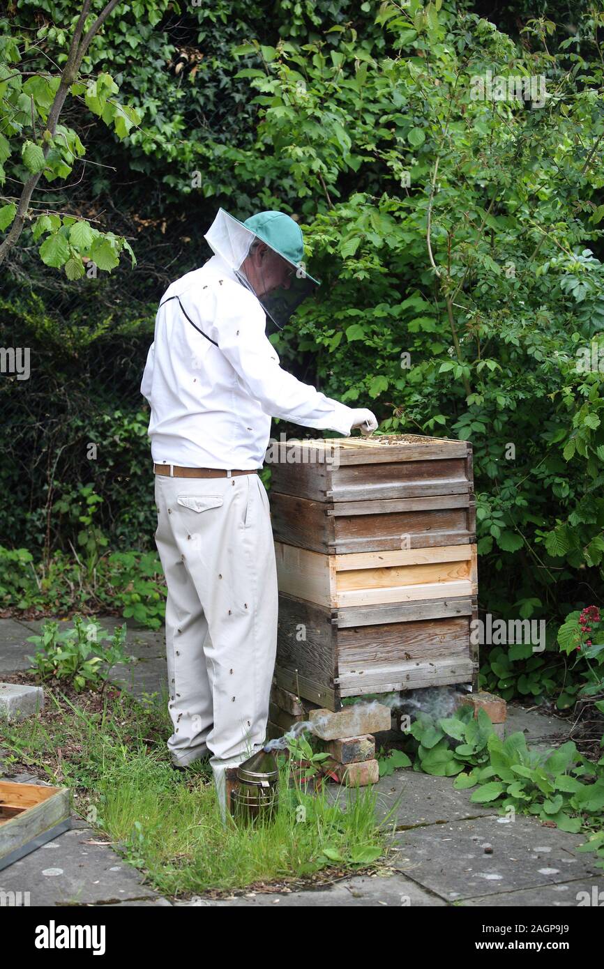 Les abeilles à miel apiculteur fumeurs pour les garder calme lors de l'inspection de ruche Surrey England Banque D'Images