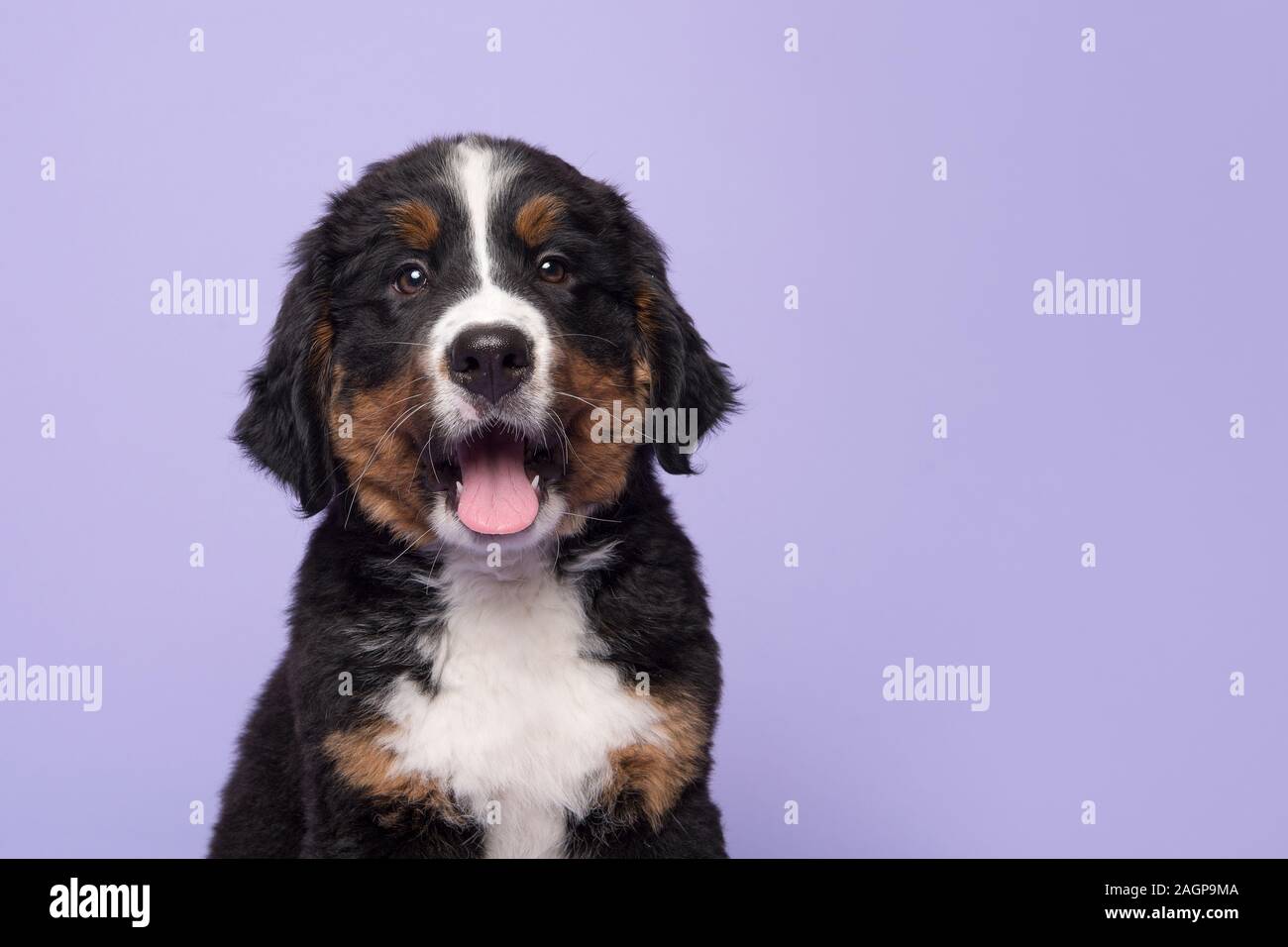 Portrait d'un chiot regardant la caméra sur fond violet Banque D'Images