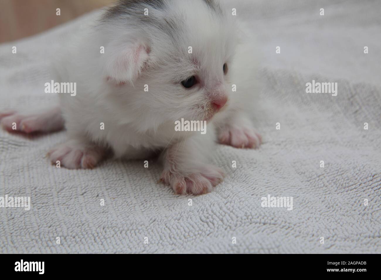 Deux Semaines Chaton Gris Blanc Avec Marquage Sur La Partie Tete Angora Turc Photo Stock Alamy