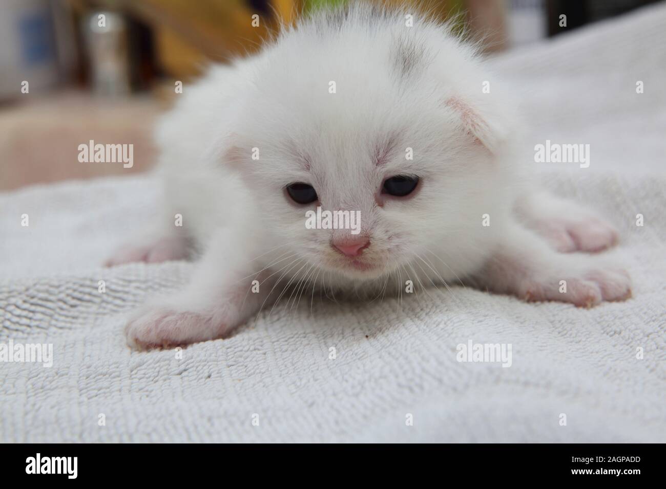 Deux Semaines Chaton Gris Blanc Avec Marquage Sur La Partie Tete Angora Turc Photo Stock Alamy