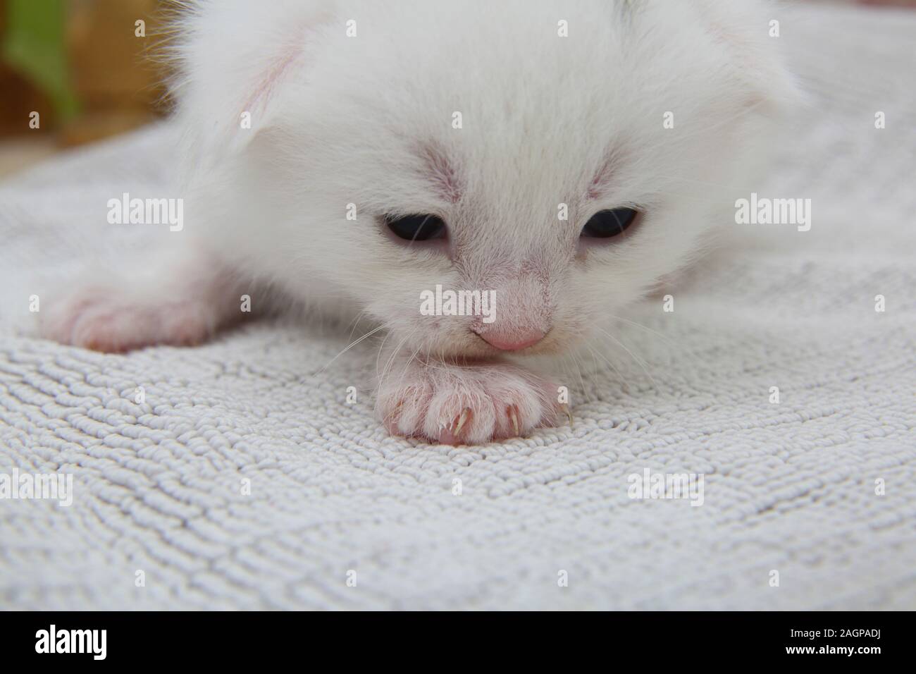 Deux semaines chaton gris blanc avec marquage sur la partie tête Angora Turc Banque D'Images