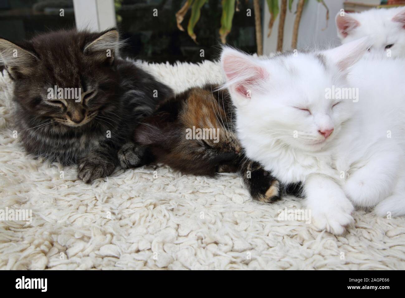 Semaine 10 chatons vieille croix Angora Turc Banque D'Images