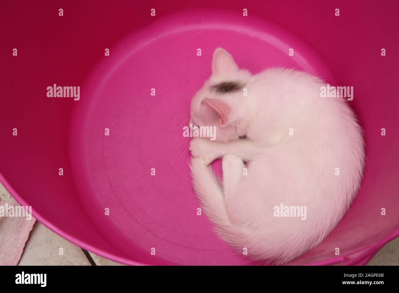 11 Semaines Chaton Angora Turc Blanc Cross en couchage Panier à linge Rose Banque D'Images