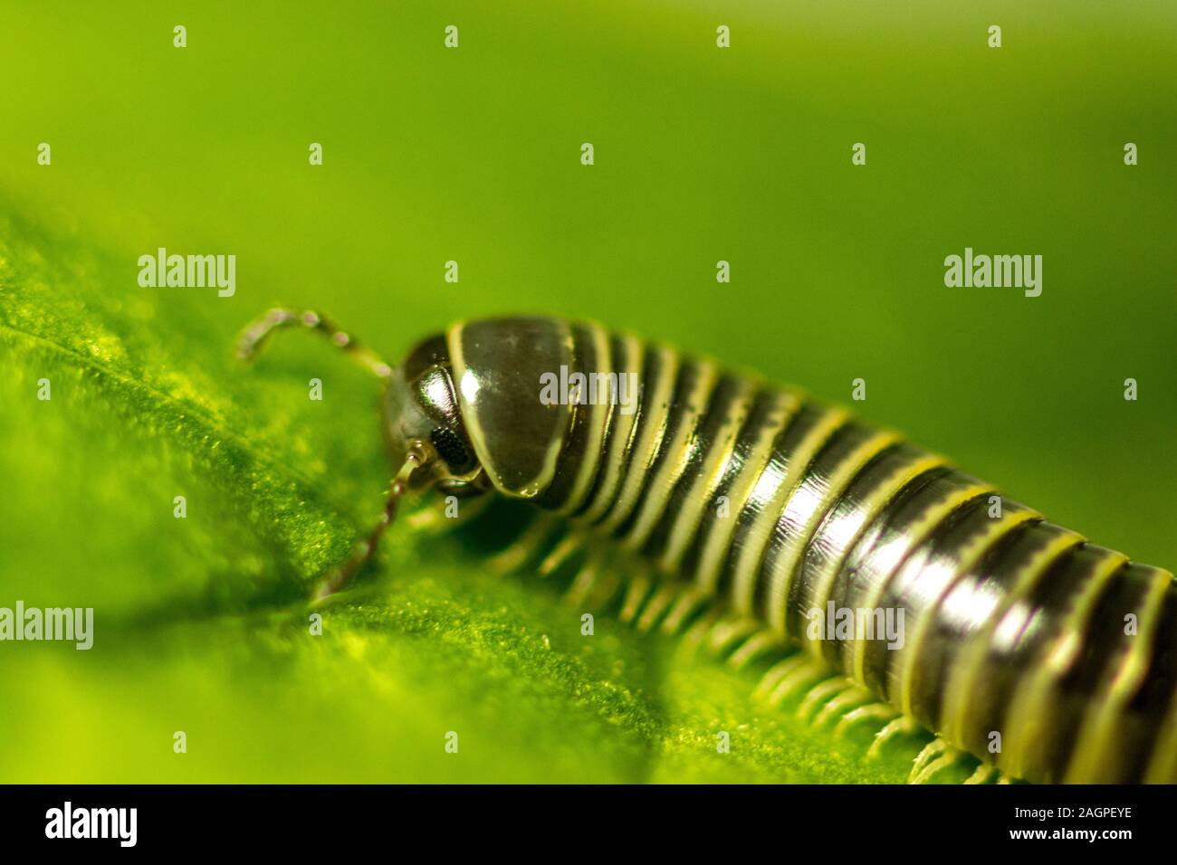 Un gros plan d'un mille-pattes avec des insectes c'est incroyable de Armored Corps et beaucoup de jambes. Banque D'Images