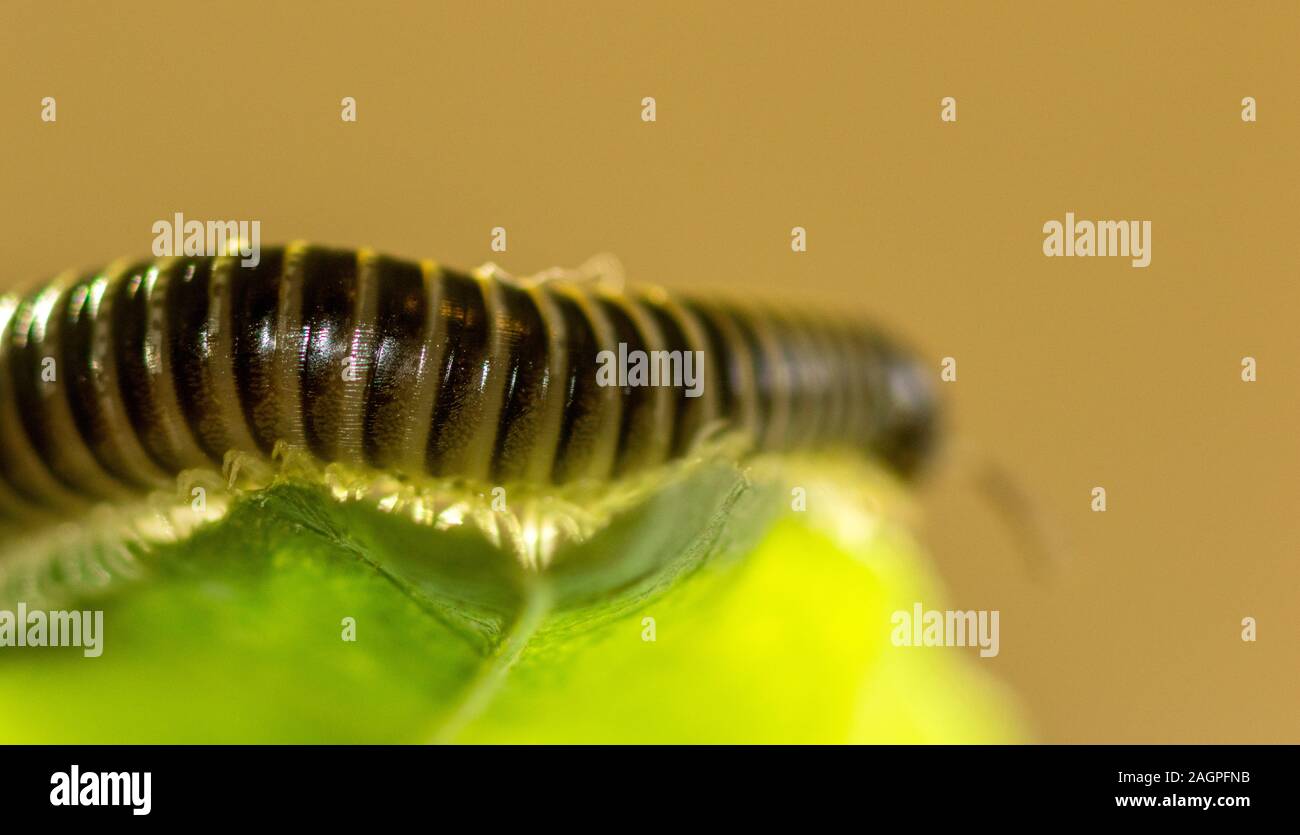 Un gros plan d'un mille-pattes avec des insectes c'est incroyable de Armored Corps et beaucoup de jambes. Banque D'Images