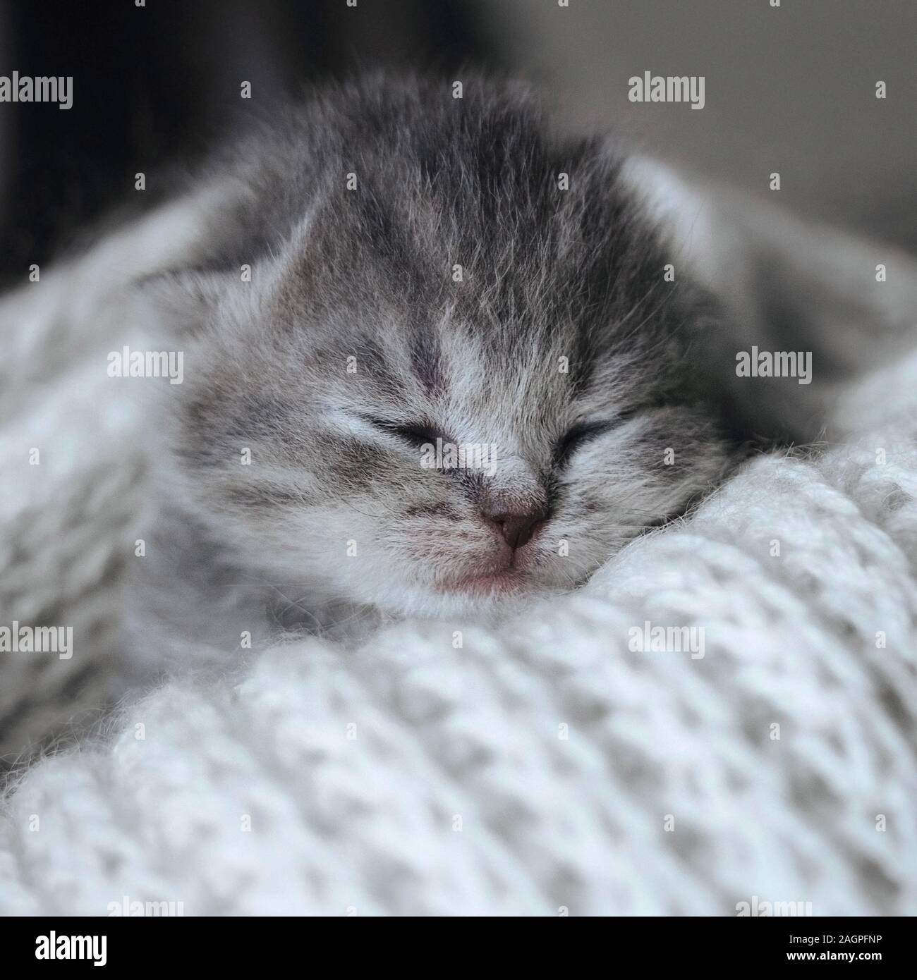 Cute Kitten Nouveau Ne De Dormir Dans Une Echarpe De Laine Chaude Une Couverture Dormir Peu Chat Scottish Fold Chaton Gris Raye Au Repos Close Up Macro Photo Stock Alamy