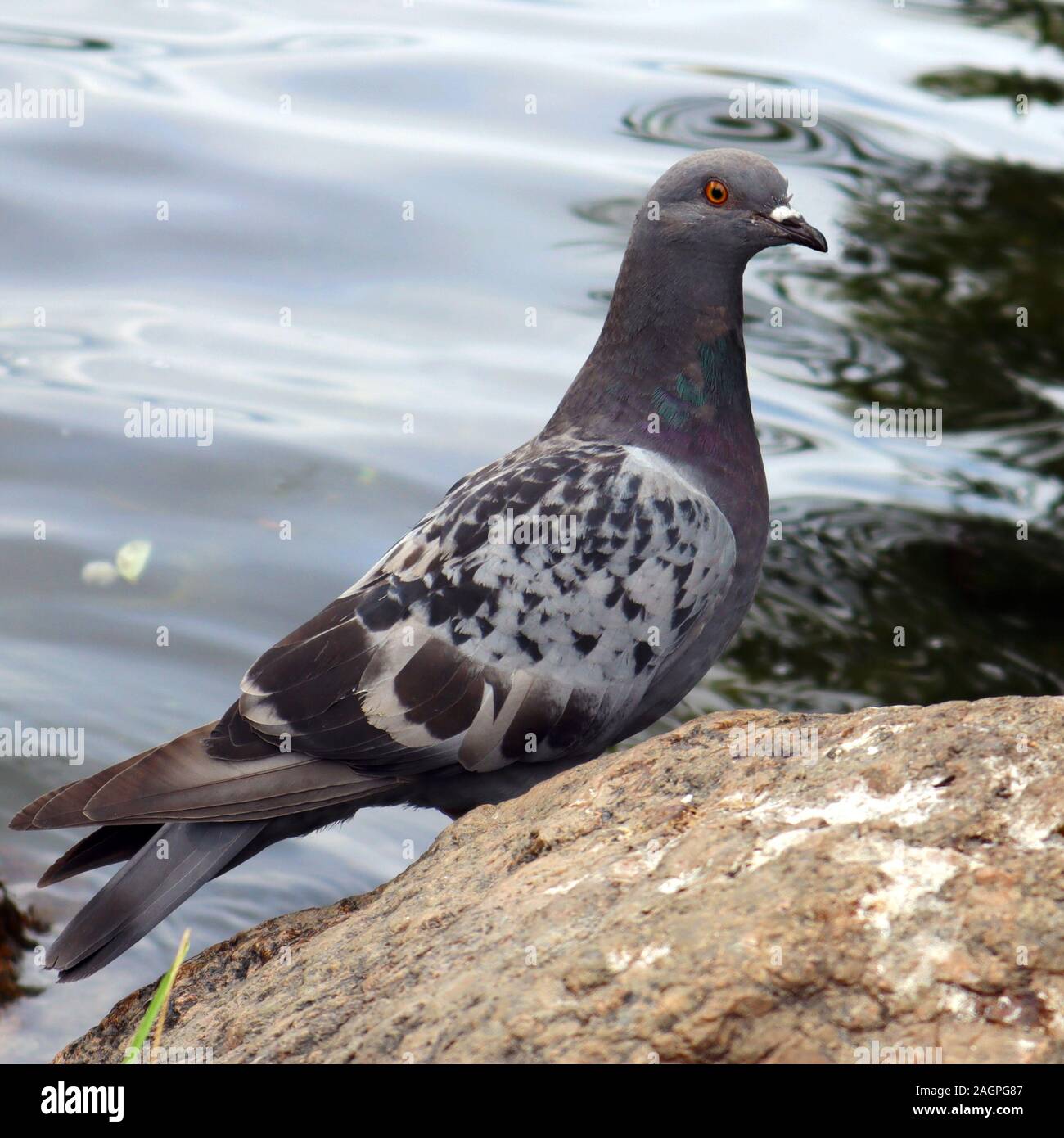 Curieux mignon urban pigeon assis sur un gros rocher près du lac Banque D'Images