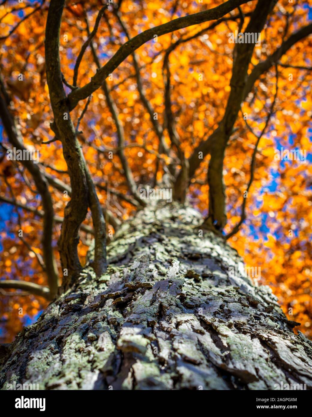 Plan vertical à angle bas du tronc épais de l'arbre texturé avec ses feuilles jaunes d'automne sur le dessus Banque D'Images