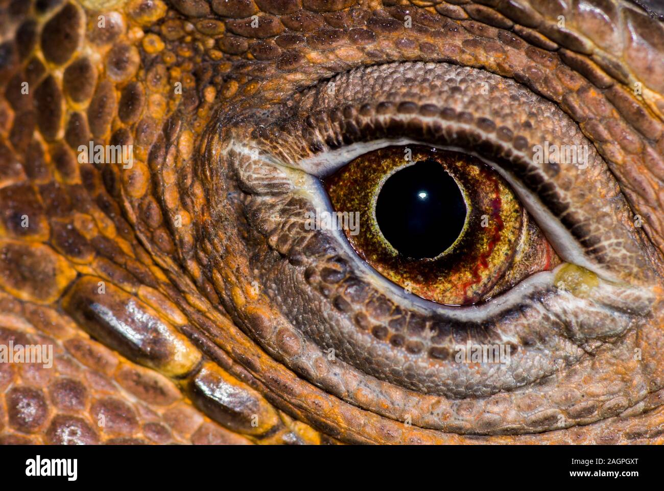 Gros plan d'un green iguana's eye. Banque D'Images