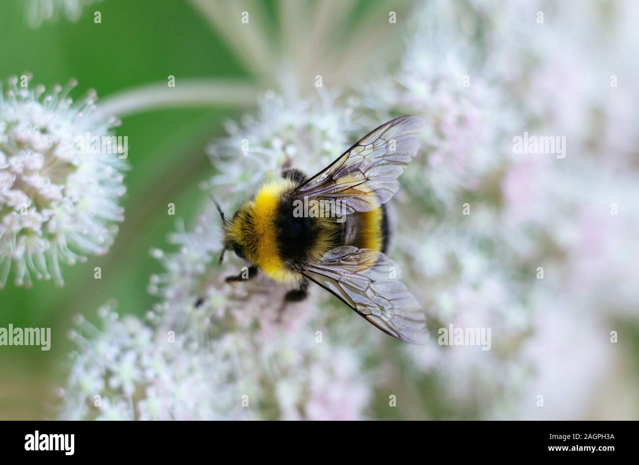 Un bourdon à rayures se repose sur une fleur blanche d'un toxique de la Pruche de l'eau sur un fond vert. Ailes texturées. Close-up, vue du dessus, la macro. Banque D'Images