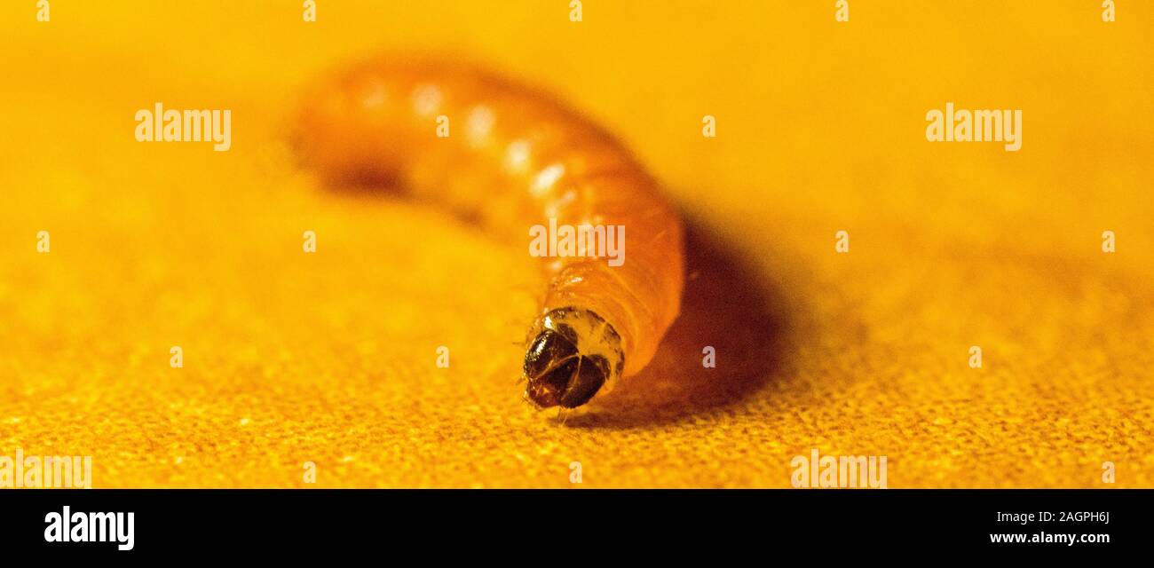 Une seule larve ramper sur une table, le cliché pris en macro. Banque D'Images