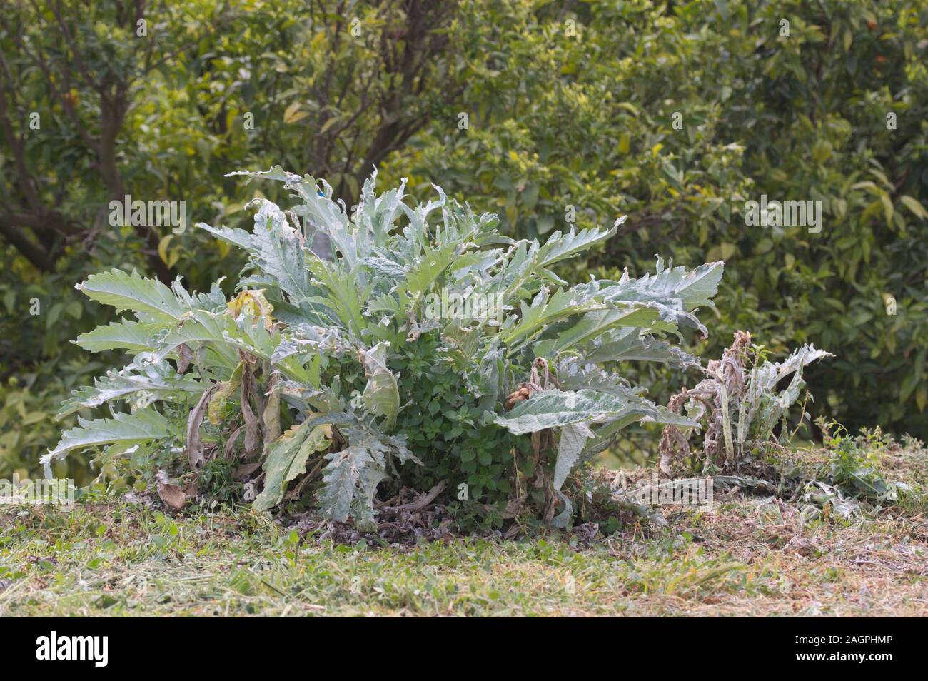 Capture d'une usine d'artichaut au printemps qui est envahi par les mauvaises herbes qui poussent autour d'elle Banque D'Images