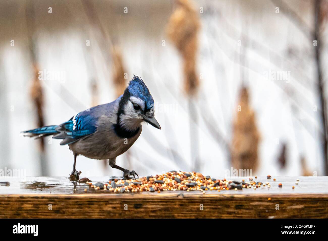 Un geai bleu humide par temps de pluie inspecte les graines qui a été renversé dans un petit tas sur une balustrade de bois. Les graines ont été laissés à un oiseau populaire Banque D'Images