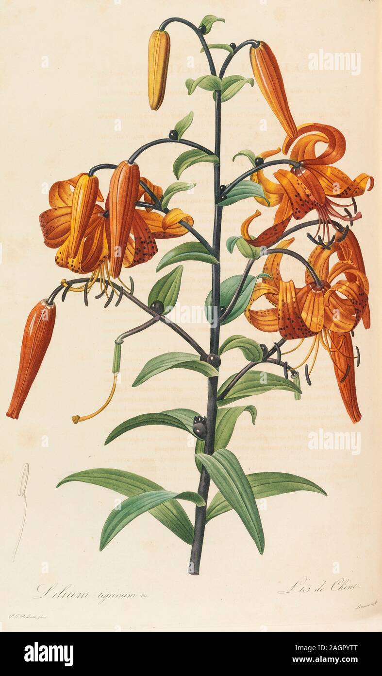 Les liliacées. Musée : collection privée. Auteur : Pierre-Joseph Redouté. Banque D'Images