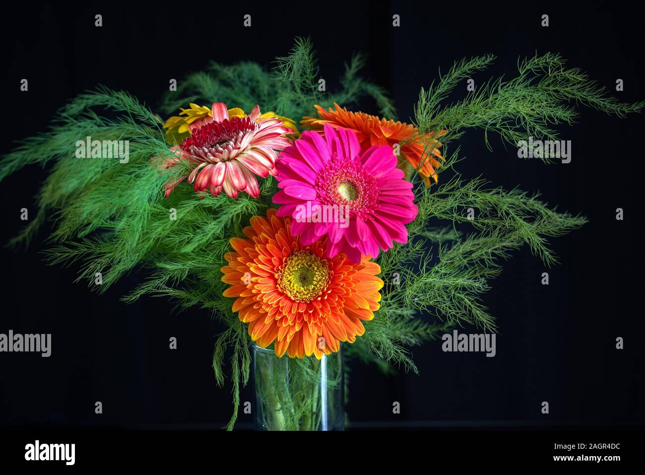 Photo stylisée de cinq gerbera sur un fond rose. Jaune, rose, rouge, gerbera orange sur un fond clair. Le gerb en fleurs multicolores Banque D'Images