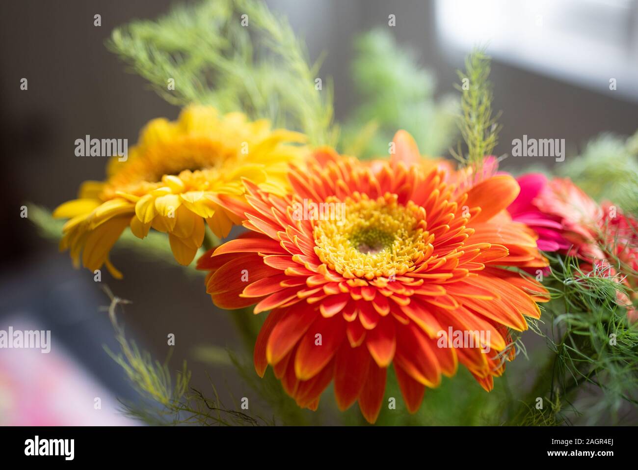 Photo stylisée de cinq gerbera sur un fond rose. Jaune, rose, rouge, gerbera orange sur un fond clair. Le gerb en fleurs multicolores Banque D'Images