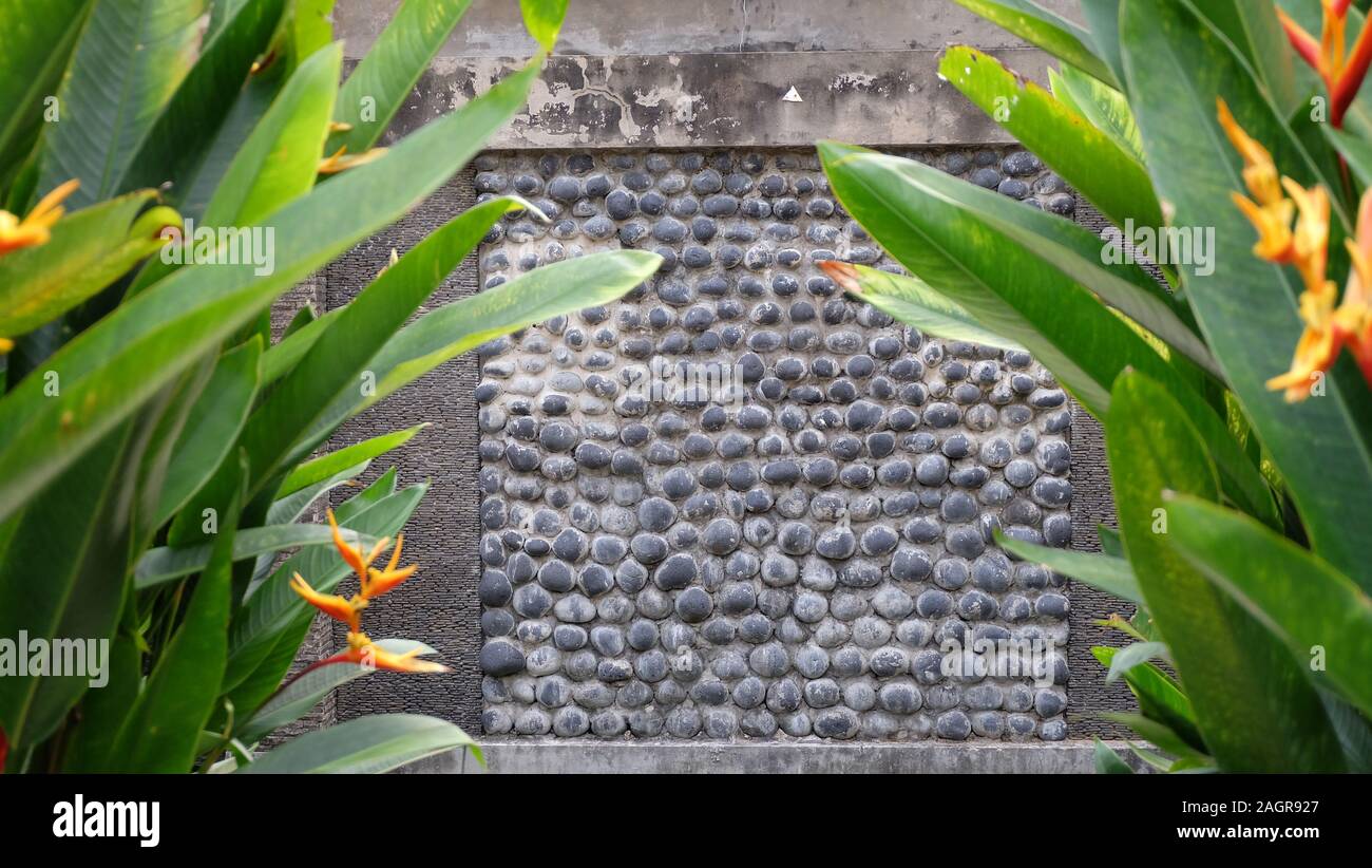 Oiseau de paradis luxuriant plante sur deux côtés, avec un mur de pierre à l'arrière-plan. Banque D'Images
