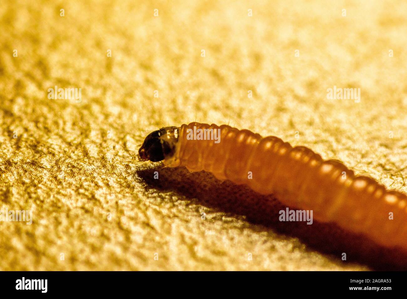 Une seule larve ramper sur une table, le cliché pris en macro. Banque D'Images