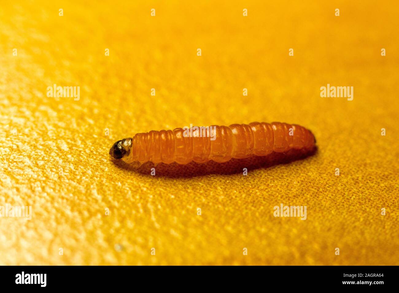 Une seule larve ramper sur une table, le cliché pris en macro. Banque D'Images