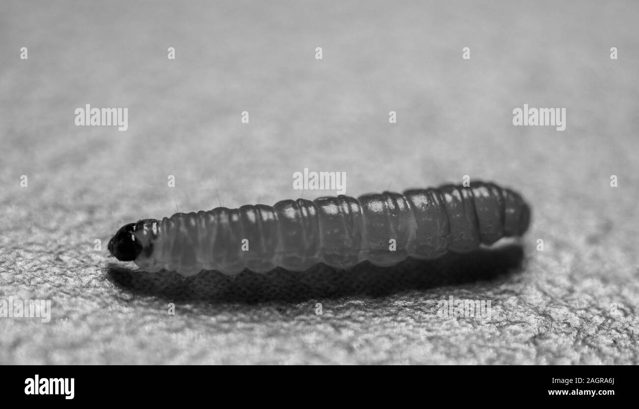 Une seule larve ramper sur une table, le cliché pris en macro. Banque D'Images