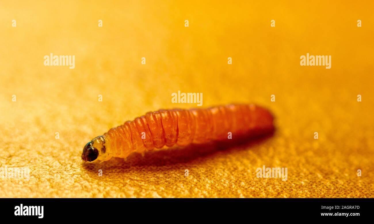Une seule larve ramper sur une table, le cliché pris en macro. Banque D'Images