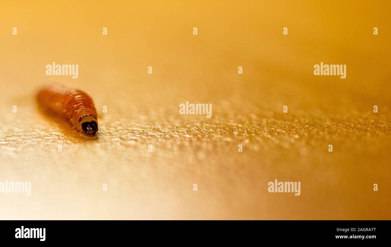 Une seule larve ramper sur une table, le cliché pris en macro. Banque D'Images